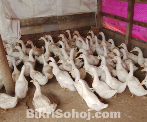 বেইজিং হাস